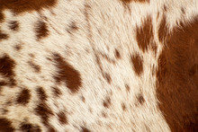 Pattern Of A Longhorn Bull Cowhide.