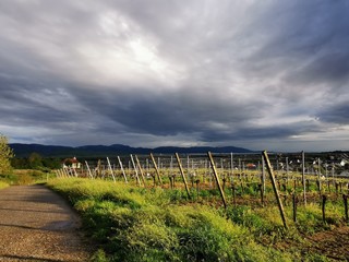 Wall Mural - spring blossom flower sun vineyards sunset sundown