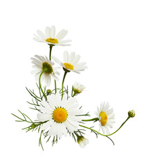 Wall Mural - daisy flowers and buds in a corner floral arrangement