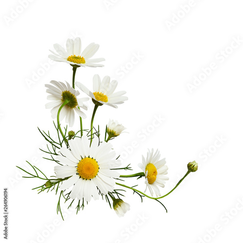 Plakat Rumianek  klasyczna-kompozycja-kwiatow-i-lisci-rumiankami