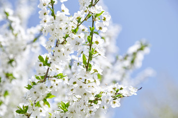 Plum blossom, white flowers on branches of tree, season of blooming garden, spring nature, sunny day, floral background