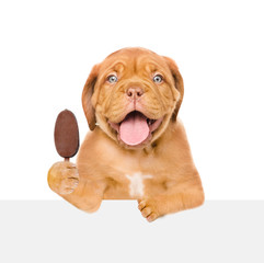 Poster - Puppy with ice cream above empty white board. isolated on white background