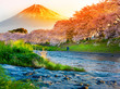 Mount Fuji with Sakura cherry blossom at the river in the morning, Shizuoka, Japan.
