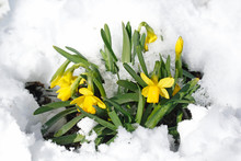 Snowy Daffodils (Narcissus Hybr.)