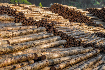 Pile Of Wood Logs With Forest