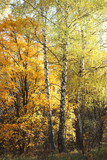 Fototapeta Las - beautiful scene with birches in october among other birches in birch grove