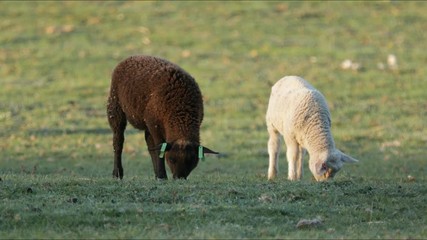 Wall Mural - 4K sheep grazing in british countryside farmers field.