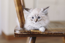 Little Blue Eyed Neva Masquerade Kitten On A Wood Chair In A German Kitchen