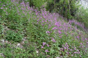 Outdoor and trekking in nature, italian hills 