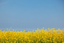 Bright Summer Background, Yellow Flowers Against The Blue Sky