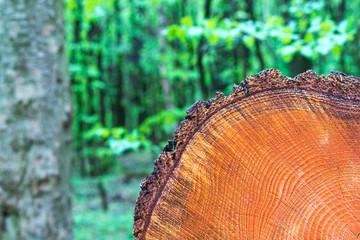 Baumstamm frisch geschnitten mit unscharfem Hintergrund im Wald abgelagert