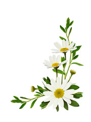 Wall Mural - daisy flowers and green grass in a corner floral arrangement