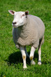 Schaf als Landschftspfleger