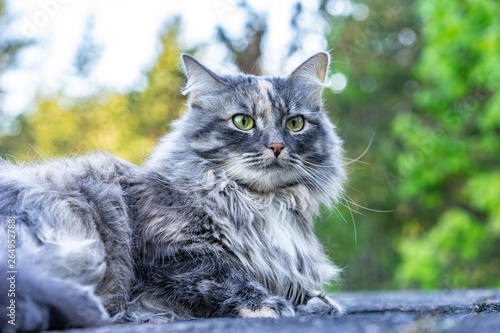 Fluffy Gray Cat Lying On A Rock In The Park Beautiful