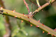 Close Up Of The Thorns Of Rubus Fruticosus