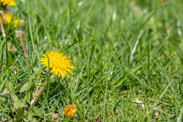 Wall Mural - yellow dandelion in the grass with copyspace