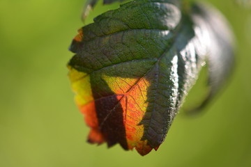 burned leaf