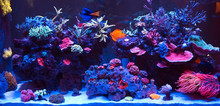 Corals In A Marine Aquarium.