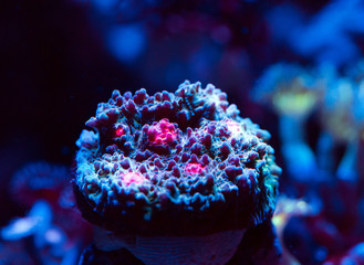 Wall Mural - Corals in a marine aquarium.