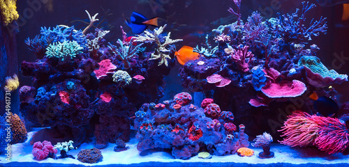 Fotografía Corals in a Marine Aquarium.