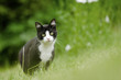 black and white cat hunting in high grass area looking at camera