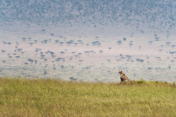 Wall Mural - Cheetah in the grass of the Masai Mara