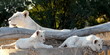 Weiße Löwen Panorama