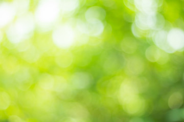 green nature background, abstract green bokeh