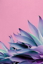 Fashion Plants On Pink Design. Aloe. Canary Island Nature