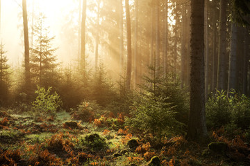 Plakat drzewa słońce polana natura