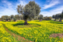 Plantation With Many Old Olive Trees And Yellow Blossoming Meadow