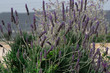 Lavanda