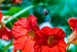 Fototapeta Maki - Bees flying with fast moving wings on top of poppy flower