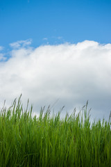  Grass - Wolken and Blue Sky