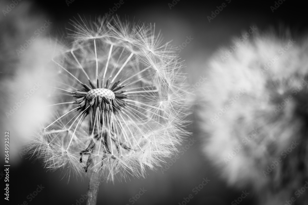 Closeup of dandelion on natural background. Bright, delicate nature details. Inspirational nature concept, soft blue and green blurred bokeh backgorund - obrazy, fototapety, plakaty 
