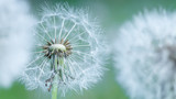 Fototapeta Dmuchawce - Closeup of dandelion on natural background. Bright, delicate nature details. Inspirational nature concept, soft blue and green blurred bokeh backgorund