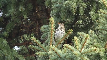 Wall Mural - Song thrush (Turdus philomelos) singing on the branch of fir tree