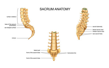 anatomy of the sacrum and lumbar vertebrae