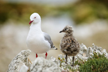 Red-billed Gull With Small Chick