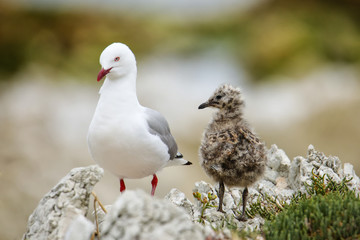 Poster - Red-billed gull with small chick