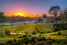 Sunset Over Vinery In Chile For Agriculture Or Vinevard Background