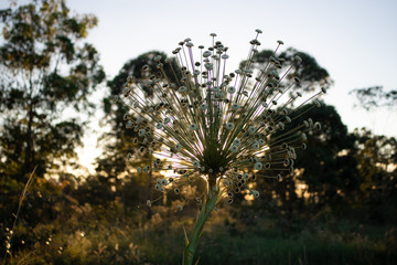 Canvas Print - tree and sun