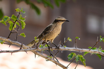 Canvas Print - bird on a branch