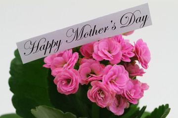 Poster - Happy Mothers day card with pink Camellia flowers