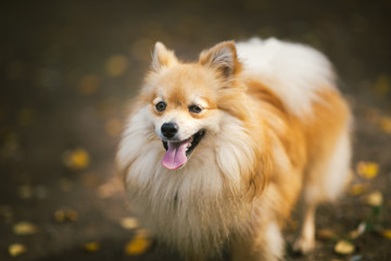 Beautiful pomeranian spitz orange color. Nice friendly dog pet on country road in the park in the autumn season.