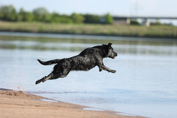 Labrador springt ins Wasser