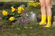 bare feet in rubber boots stand next to yellow tulips and a watering can in the garden. Day minimally dressed gardener