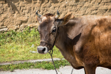 Brown Bulgarian cow