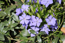 Blue Flowers And Green Leaves Of Dwarf Periwinkle Or Vinca Minor