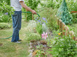 © Artem - European man is watering plants in the garden, he is using garden hose.